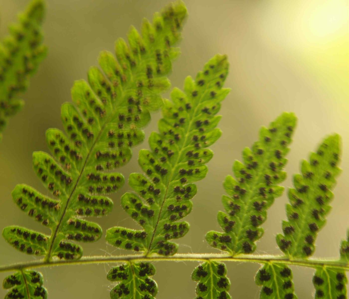 Fern, Limestone fruit